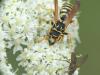 Polistes dominula
